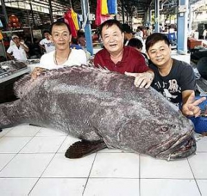 Рекорды рыбалки: В Малайзии пойман рекордный картофельный окунь весом 168 кг
