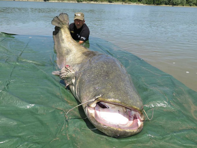 Дино Феррари с одним из крупнейших сомов, пойманных в Европе весом 118 кг.