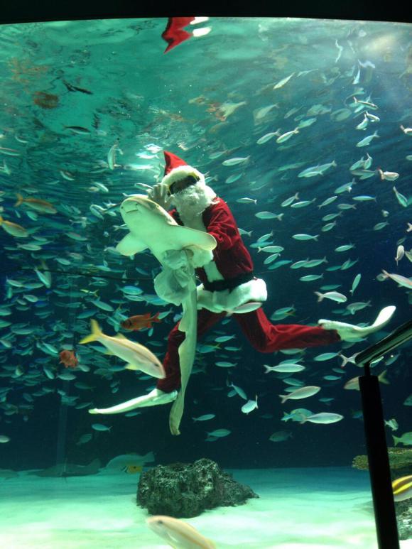 Санта держит акулу для хорошего кадра