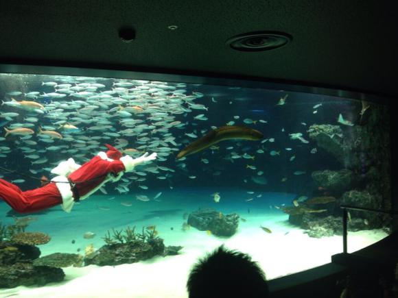 Санта гоняется за акулами