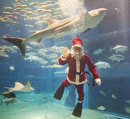 Санта позирует с китовой акулой