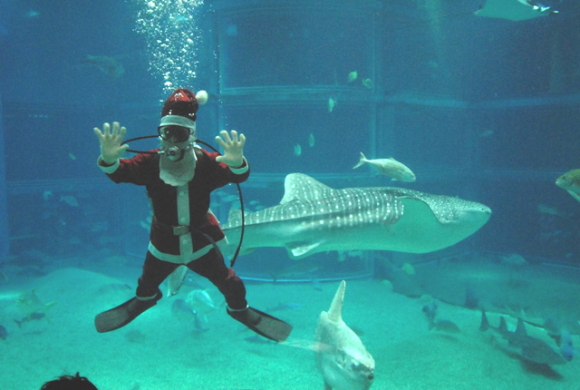 Санта еще раз позирует с китовой акулой