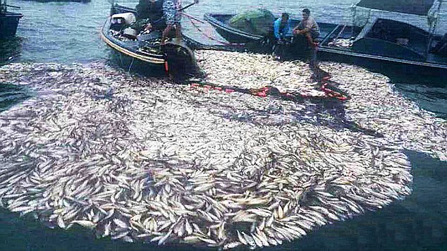 После взрыва браконьеры собирают рыбу сетями