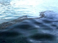 Эколог заявляет о массовом заморе рыбы в районе мыса Казантип