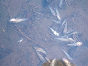 В Одесской области зафиксирован мор рыбы