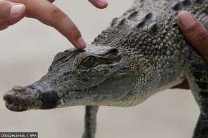 В Одесском пруду прописались крокодилы