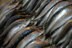 На Полтавщине обнаружен подпольный цех по солению рыбы