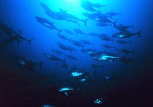 На Гринпис напали истребители голубого тунца