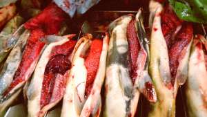 На Камчатке в браконьерском промысле лосося подозревается... милиционер