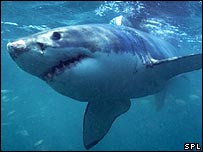 IUCN: треть акул находятся на грани вымирания