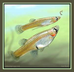 Рыбы Gambusia holbrooki умеют считать до 16