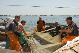 Илличевские рыбаки ловят рыбу по "научной" квоте