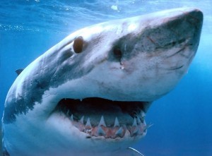 В США прошел 29-й ежегодный турнир по ловле акул