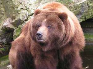 Ямальский рыболов "попал в плен" медведицы