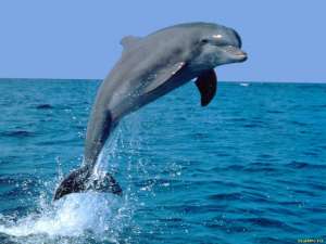 Дельфины в опасности