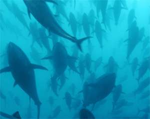 Японские биологи займутся разведением синеперого тунца