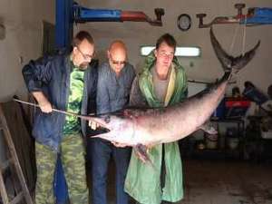 Рыбацкое счастье - трофей рыба-меч в Балтийском море ко Дню рыбака