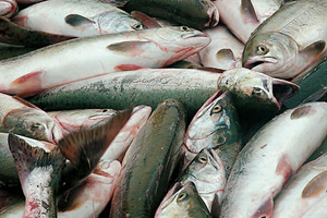 В Одесской области 25 тонн рыбы погибли из-за жары