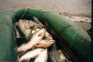 Общий улов рыболовов-любителей Магаданской области растет на 20 тонн ежесуточно