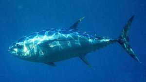 Франция подерживает запрет на продажу голубого тунца