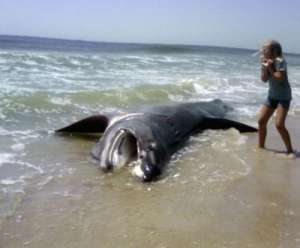 На берег одного из пляжей США выбросилась восьмиметровая акула (видео)