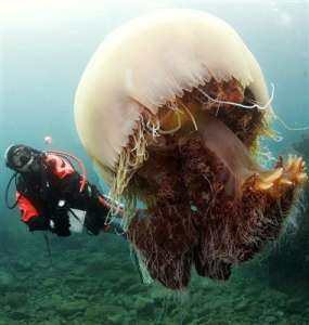 Японию атаковали гигантские медузы