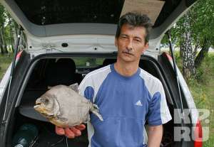 Южноуральские рыбаки открыли охоту на родичей рыбы-«мутанта»