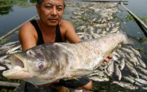 Более 100 тонн рыбы погибло на юго-востоке Китая