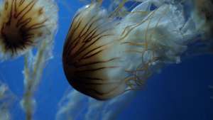 Медузы изменяют течения и климат в некоторых регионах Земли