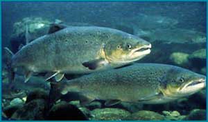В Коми усилили систему рыбоохраны в связи с нерестом лососевых