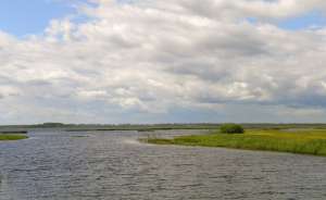 Единственный водоем Псковской области, где обитает чехонь, стал памятником природы