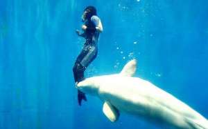 Белый кит спас дайвера во время соревнований в Китае
