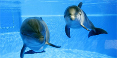 На Гавайях в океанариуме родился дельфиненок