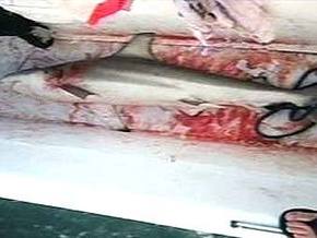 В США 50-килограммовая акула впрыгнула в прогулочную лодку