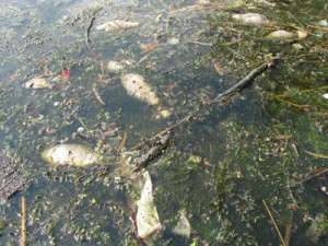Мертвую рыбу из реки Молочная уже утилизировали