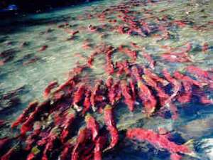 Тихоокеанский лосось проигнорировал канадские реки