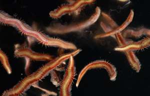 Обнаружены новые виды морских червей - флюоресцентные "бомбардировщики"