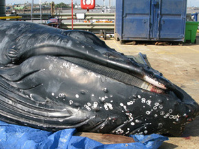 В Темзе найден мертвый кит горбач