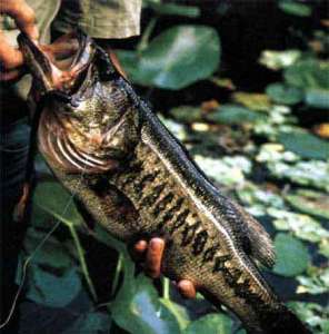 В реках США обнаружили рыб-гермафродитов