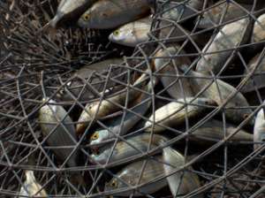 Более 84 тонн ценных пород рыб с начала года изъято из незаконного оборота в Атырауской области