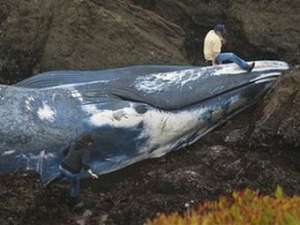На северное побережье Калифорнии выбросило 20-метрового синего кита