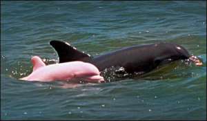 В Санкт-Петербурге формируют экспедицию в джунгли Амазонки для поисков розового дельфина (видео)