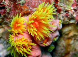 Экологи потребовали внести 83 вида кораллов в список вымирающих