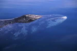 В Чукотском море появились "фенольные" киты
