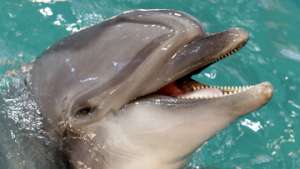 В Москве прошел пикет в защиту дельфинов Утришского дельфинария