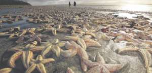 Более 50 тысяч морских звезд выбросило на побережье Ирландии