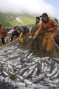 На Дальнем Востоке рыбаки распределили квоты по вылову рыбы