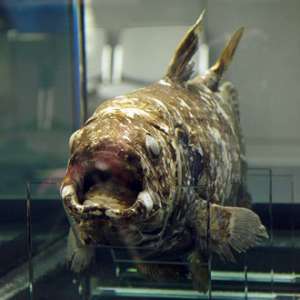 В водах Индонезии обнаружили живую доисторическую рыбу - целеканта 