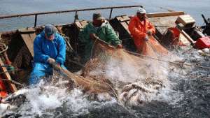 Госкомстат Украины сообщил статистику вылова рыбы в Украине