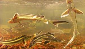 Ученые-селекционеры Кубани предложили метод сохранения ценных пород осетровых рыб